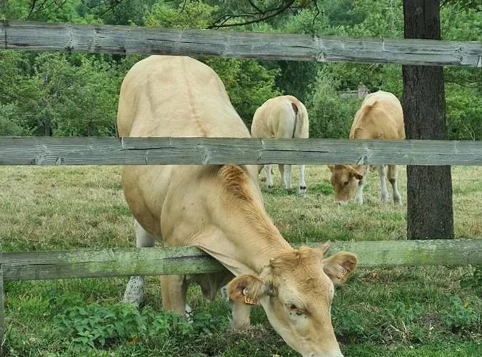 La Terrasse De L'estuaire - Ονφλέρ